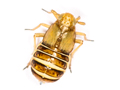 Ditropis pteridis